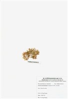 藏品(浪花藻)的圖片